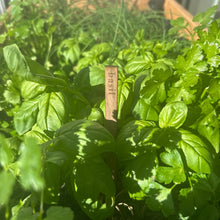 Load image into Gallery viewer, Custom Classic Wooden Herb Garden Stakes
